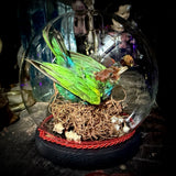 Taxidermy tanager