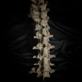 Articulated human spine