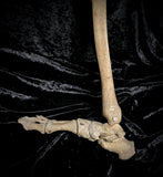 Articulated lower leg with foot