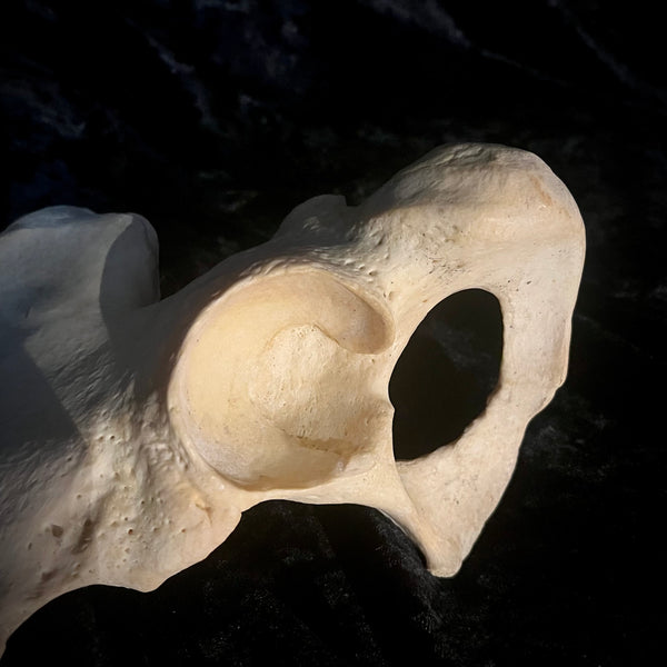 Human hip bone