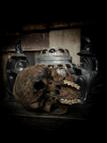 Human skull