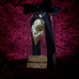 “Finch Skull” in a glass dome