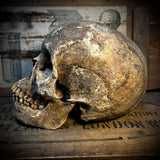 Human skull with mandible