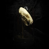 “Mink skull” in a glass dome
