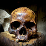 Human skull