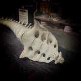 Articulated human spine and sacrum
