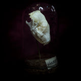 “Hedgehog skull” in a glass dome