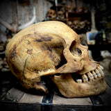 Human skull with mandible