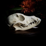 Dog Skull - A Female “Poodle”