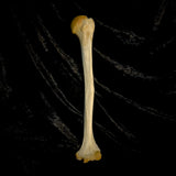 Human humerus bone