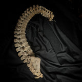 Articulated human spine