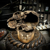 Human skull with mandible