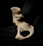 Human hip bone