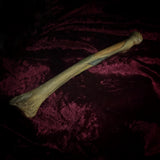 Adam Rouilly Human radius bone