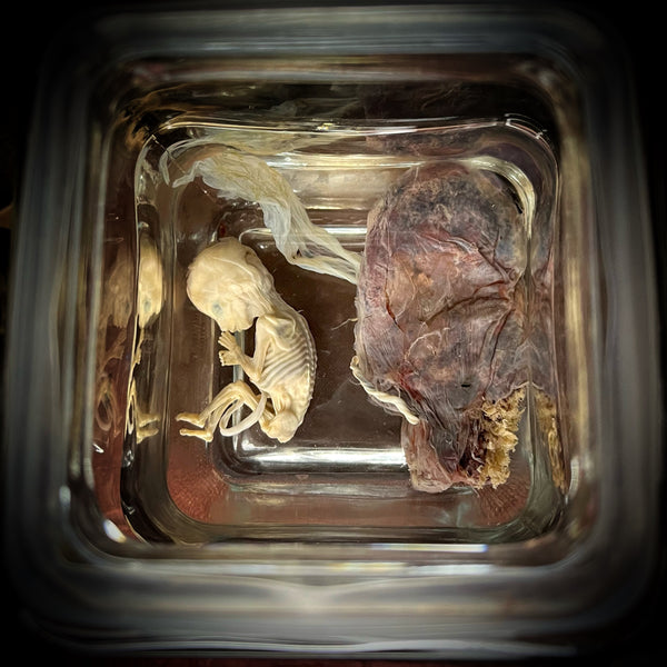 Medically preserved fetal specimen