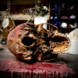 Human skull