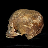 Item 20. Human skull