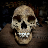 Human skull with mandible