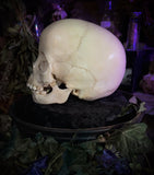 Human child skull