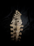 Articulated human spine