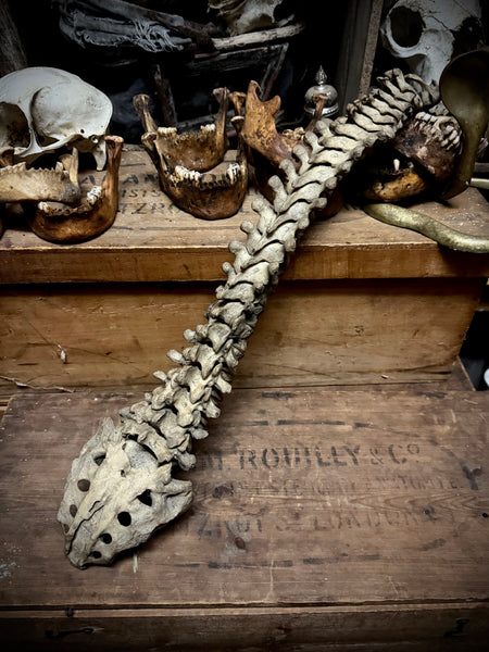 Articulated human spine