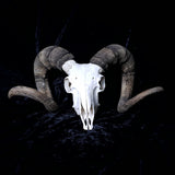 Ram Skull