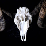 Ram Skull