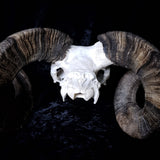 Ram Skull