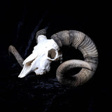 Ram Skull