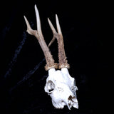 Roe Buck Skull