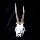 Roe Buck Skull