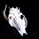 Roe Buck Skull