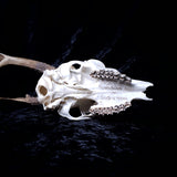 Roe Buck Skull