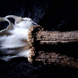 Roe Buck Skull