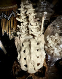 Articulated human spine