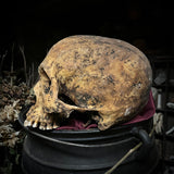Human skull