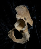 Human hip bone