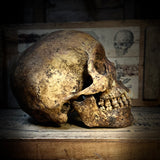 Human skull with mandible