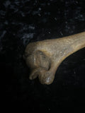 Human humerus bone