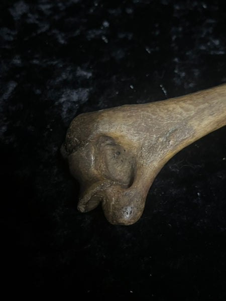 Human humerus bone
