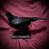 Taxidermy Rook