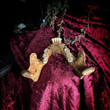 A mandible