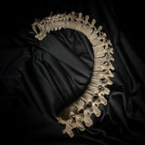 Articulated human spine