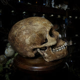 Human skull