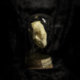 “Hedgehog skull” in a glass dome