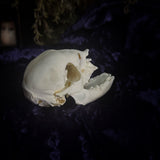 Deformed piglet Skull
