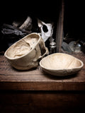 Medically prepared human skull