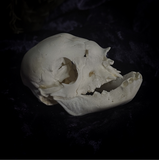 Deformed piglet Skull