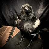 Item 12. Taxidermy magpie