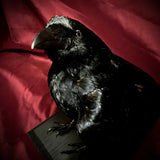 Taxidermy crow